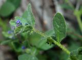 Asperugo procumbens. Верхушка цветущего растения. Крым, Севастополь р-н бух. Круглая (Омега). 10.04.2018.