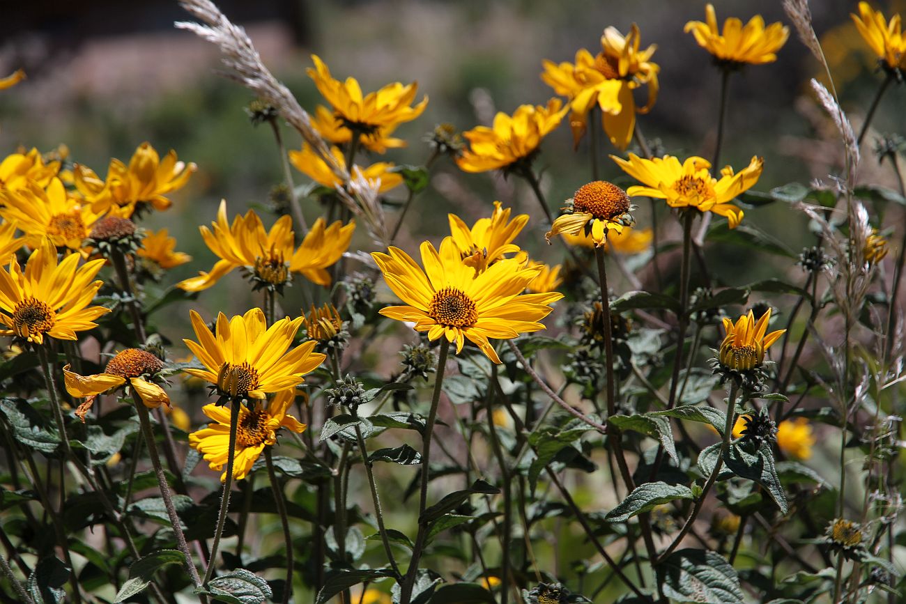 Изображение особи семейство Asteraceae.