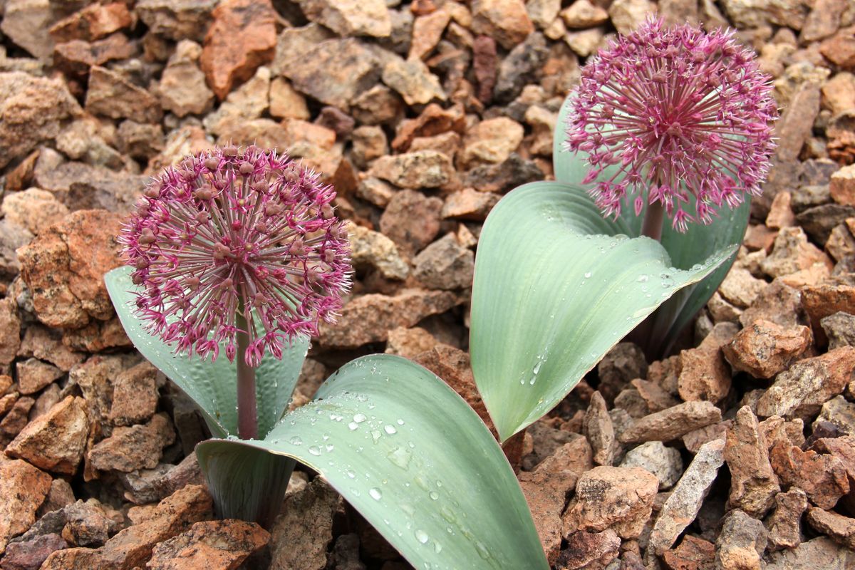 Изображение особи Allium karataviense ssp. henrikii.