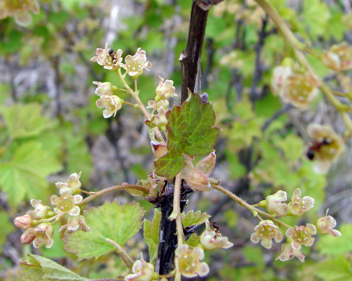 Image of Ribes glabrum specimen.