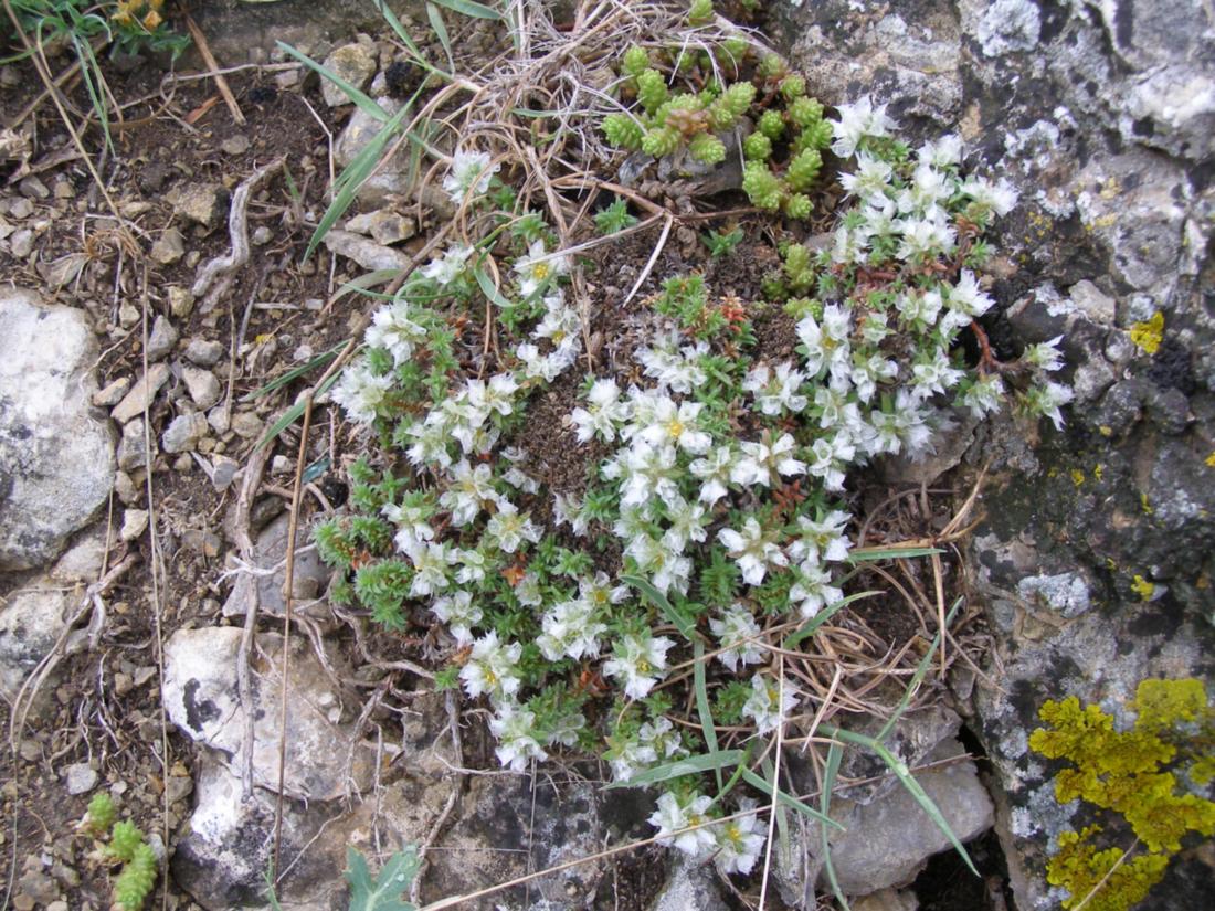 Изображение особи Paronychia cephalotes.