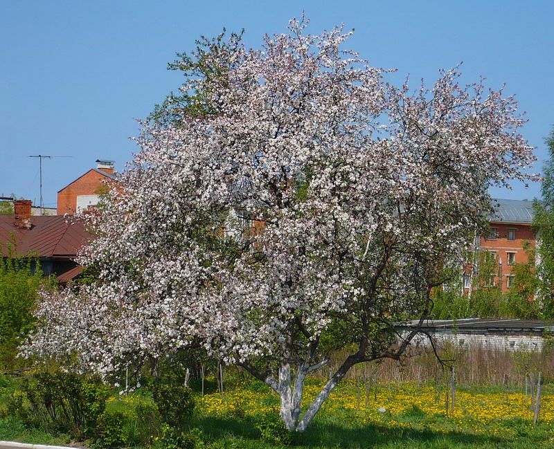 Изображение особи Malus domestica.