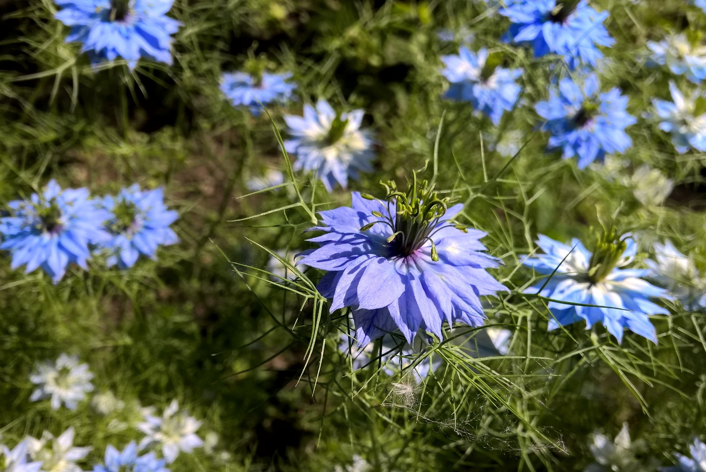 Изображение особи Nigella damascena.