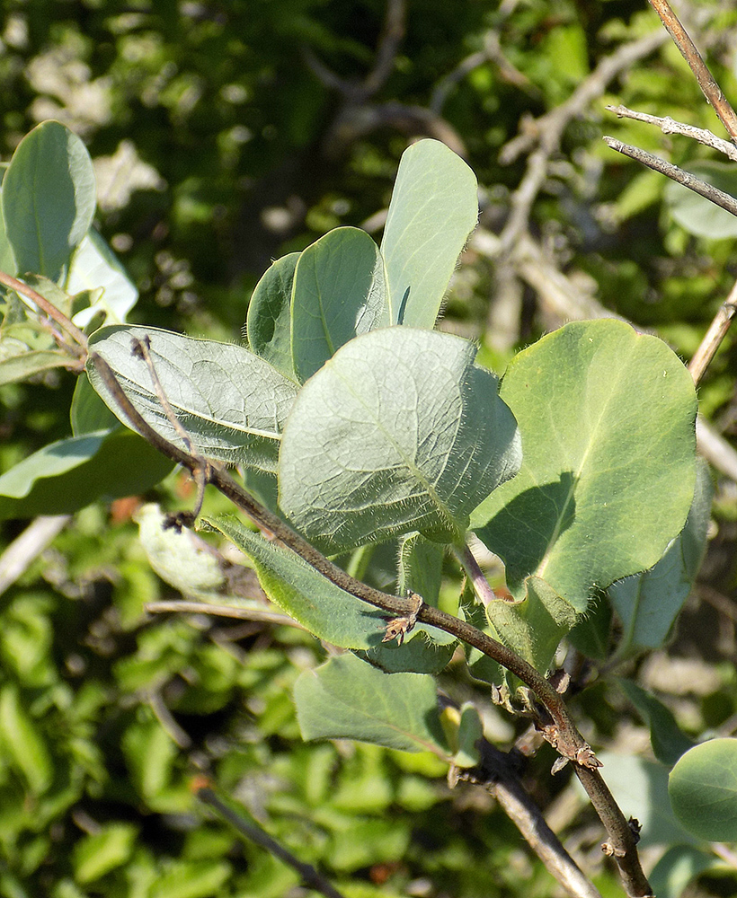 Изображение особи Lonicera etrusca.