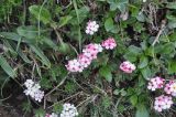genus Androsace