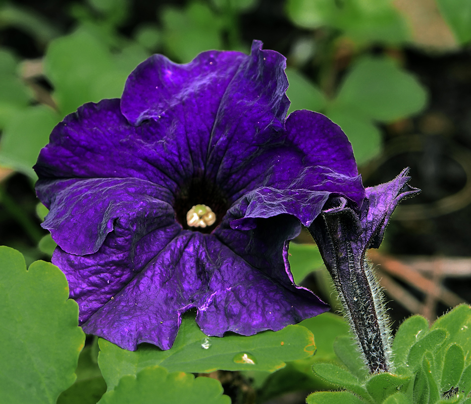 Image of Petunia × atkinsiana specimen.
