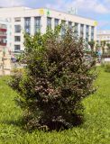 Lonicera tatarica. Цветущий куст. Пермский край, г. Пермь, Ленинский р-н, мкр-н Центр, озеленение. 23.06.2018.