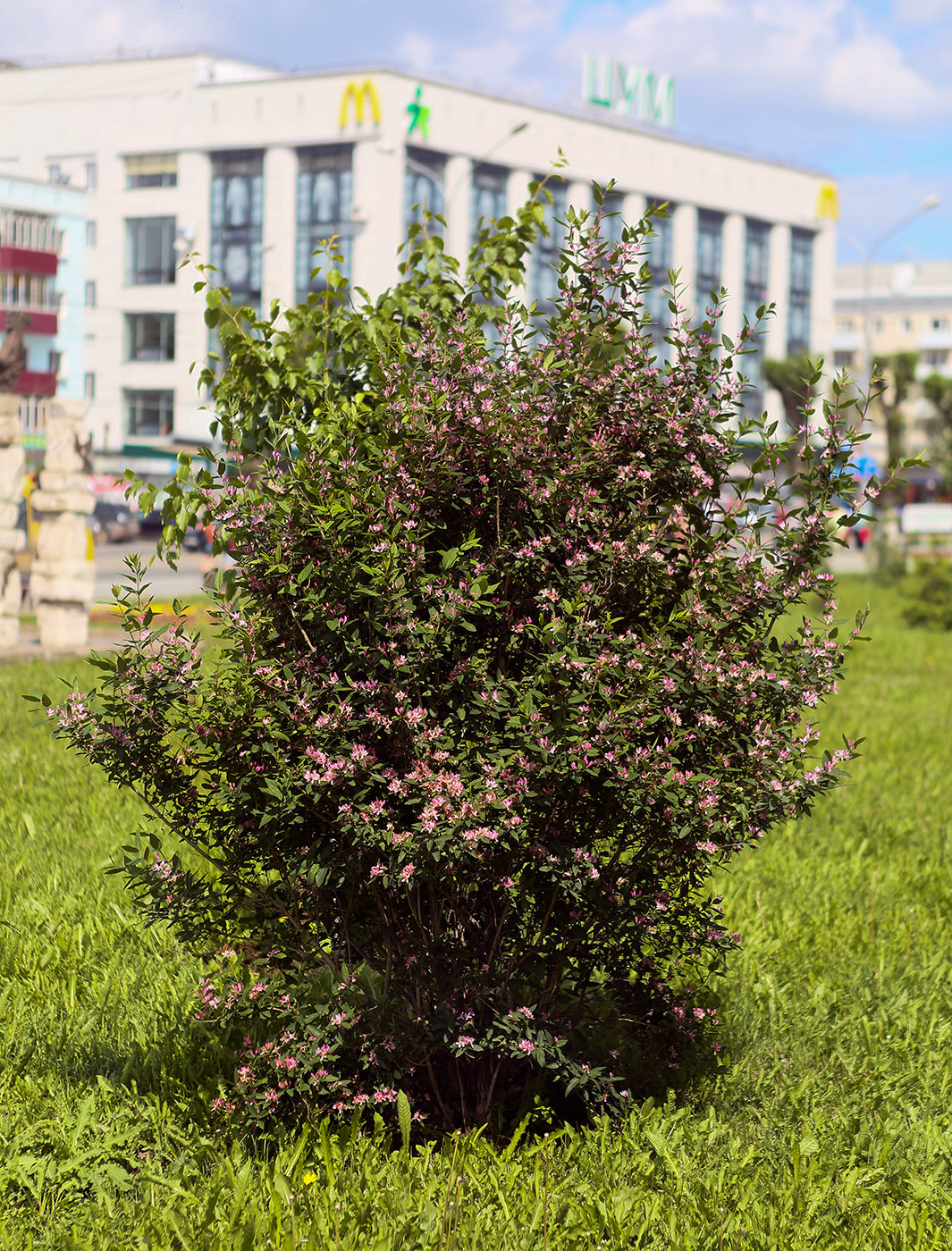 Изображение особи Lonicera tatarica.