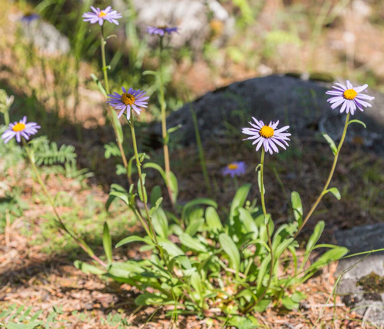 Изображение особи Aster alpinus.