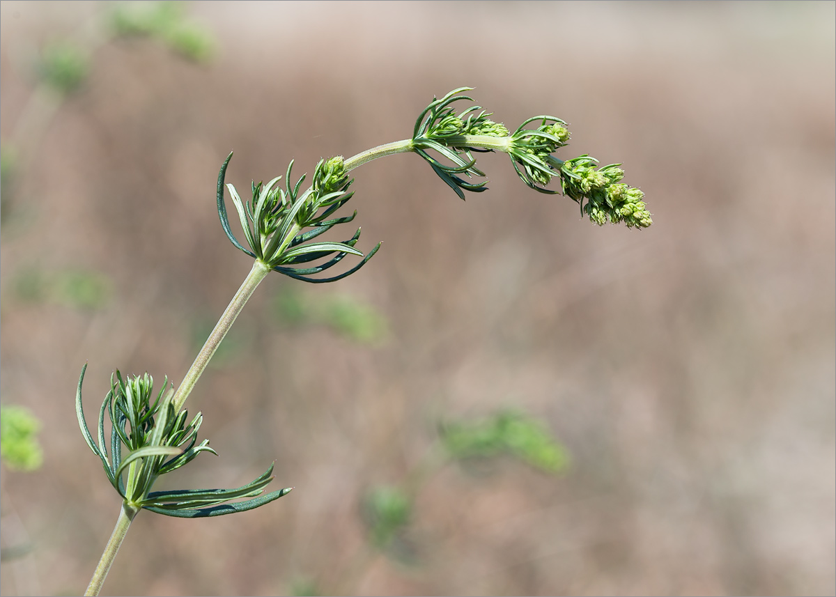 Изображение особи род Galium.