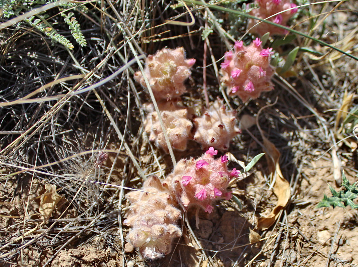 Изображение особи Astragalus raddei.