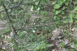 Picea orientalis