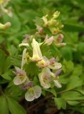 Corydalis &times; allenii