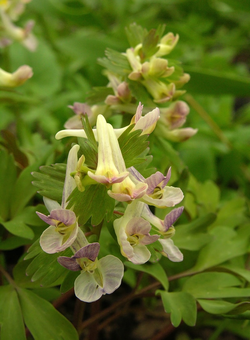 Изображение особи Corydalis × allenii.