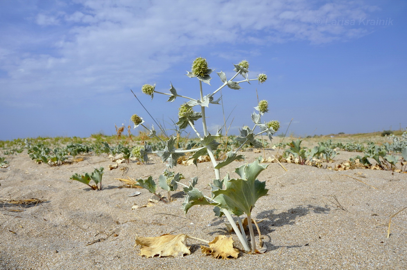 Изображение особи Eryngium maritimum.