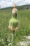 Crepis alpina