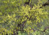Quercus robur. Часть кроны цветущего дерева. Псковская обл., Великолукский р-н, долина р. Ловать, смешанный лес у границы с заливным лугом. 08.05.2018.