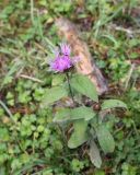 Centaurea salicifolia