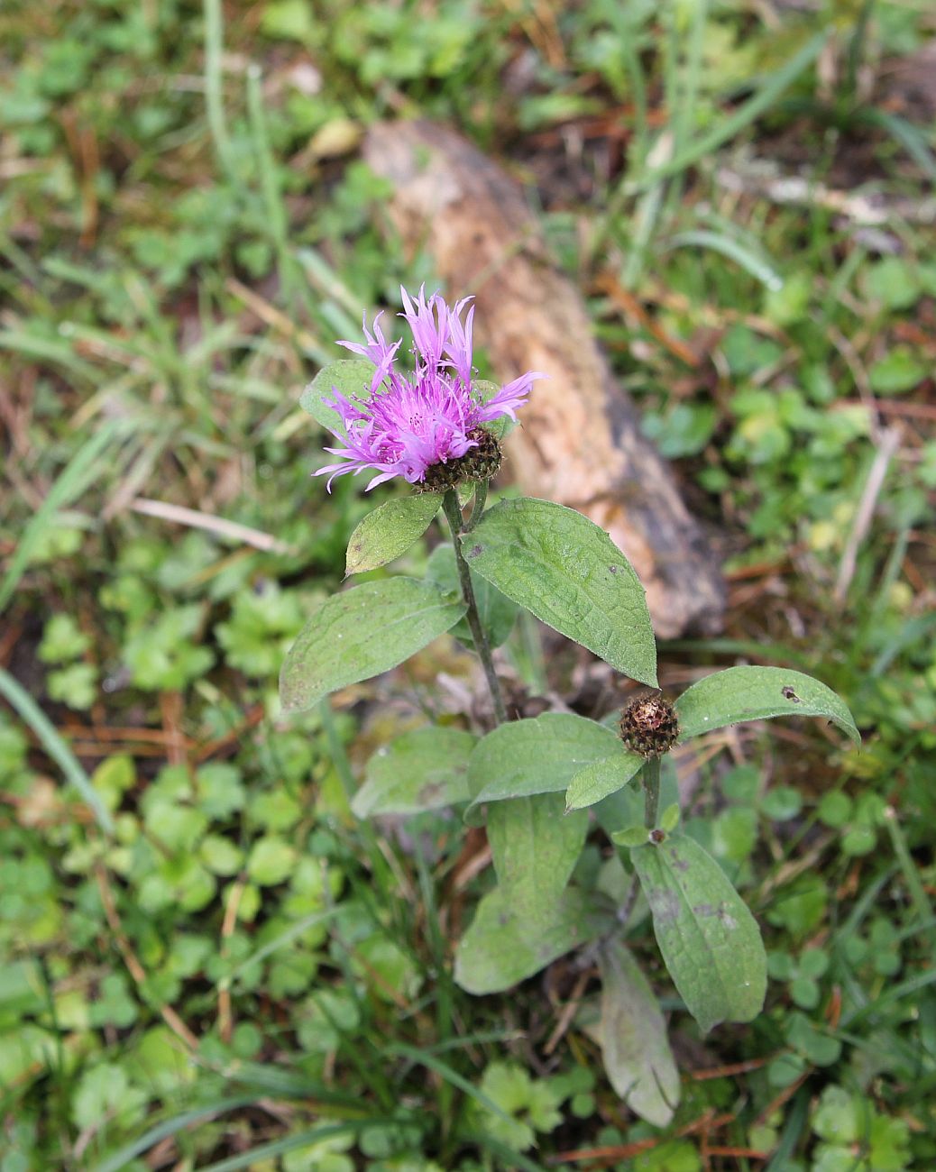 Изображение особи Centaurea salicifolia.