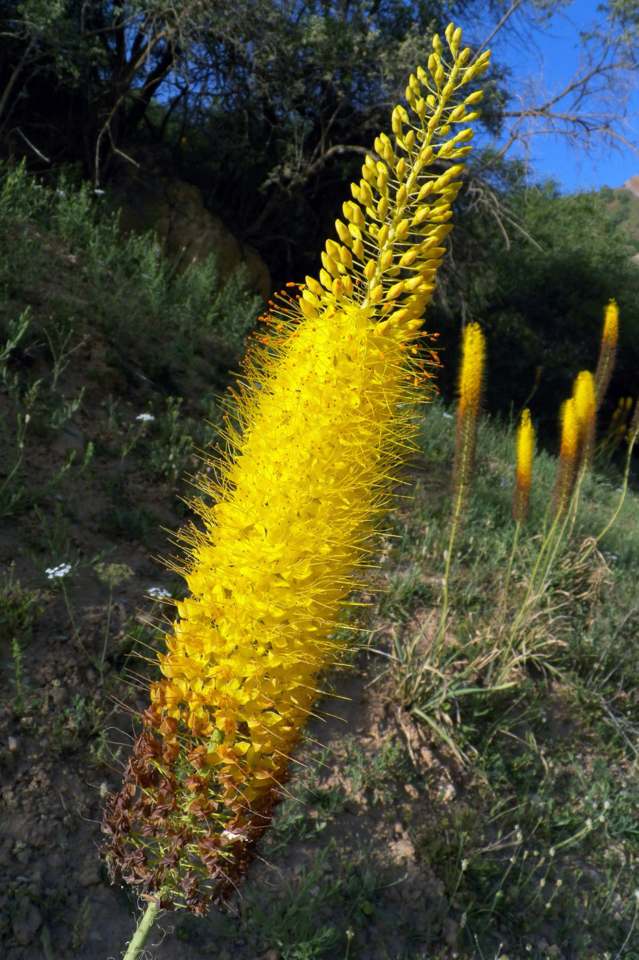 Image of Eremurus stenophyllus specimen.