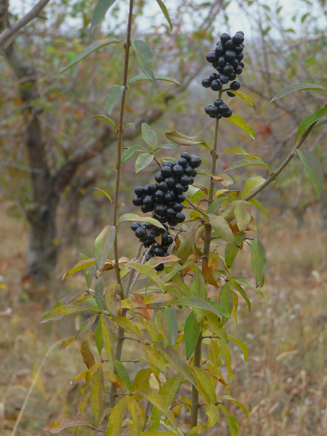 Изображение особи Ligustrum vulgare.