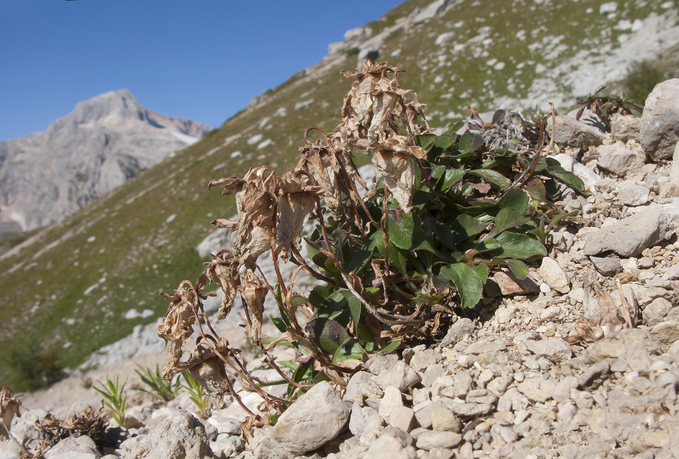 Image of genus Campanula specimen.