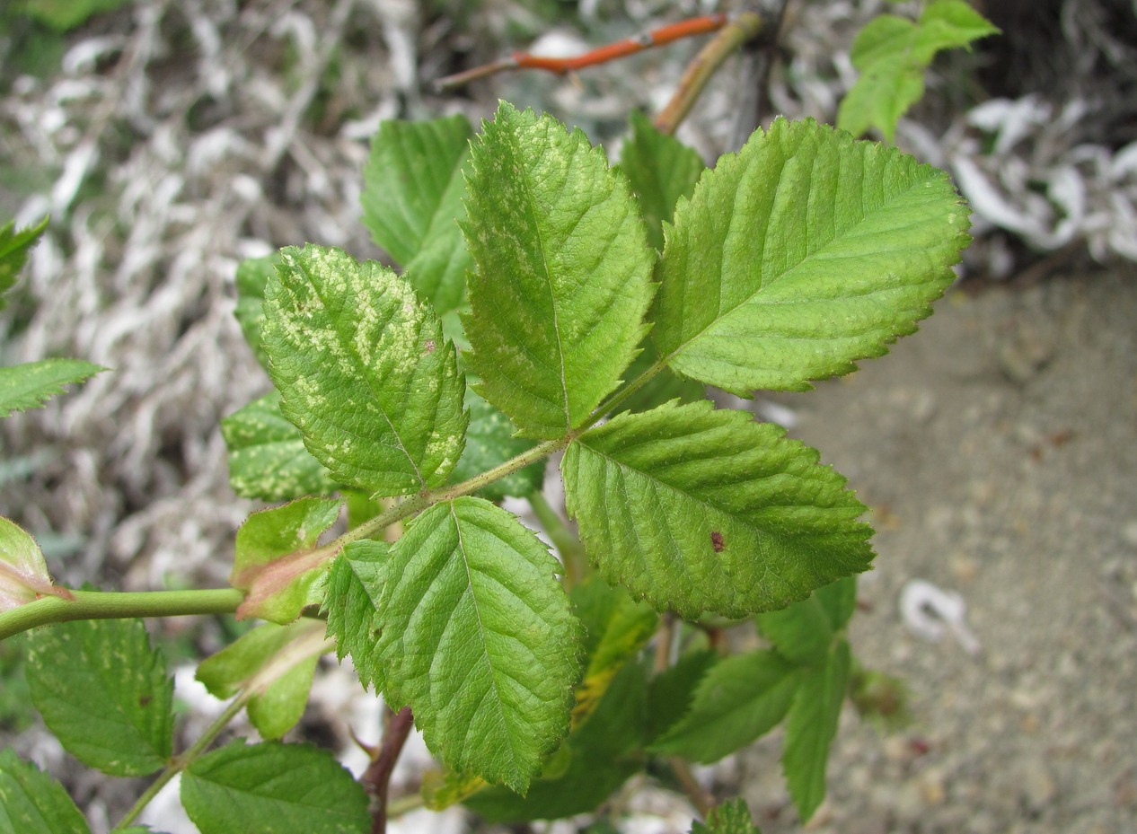 Image of Rosa balsamica specimen.