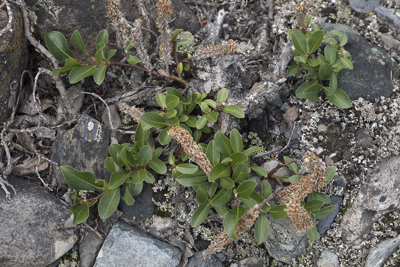 Image of Salix rectijulis specimen.