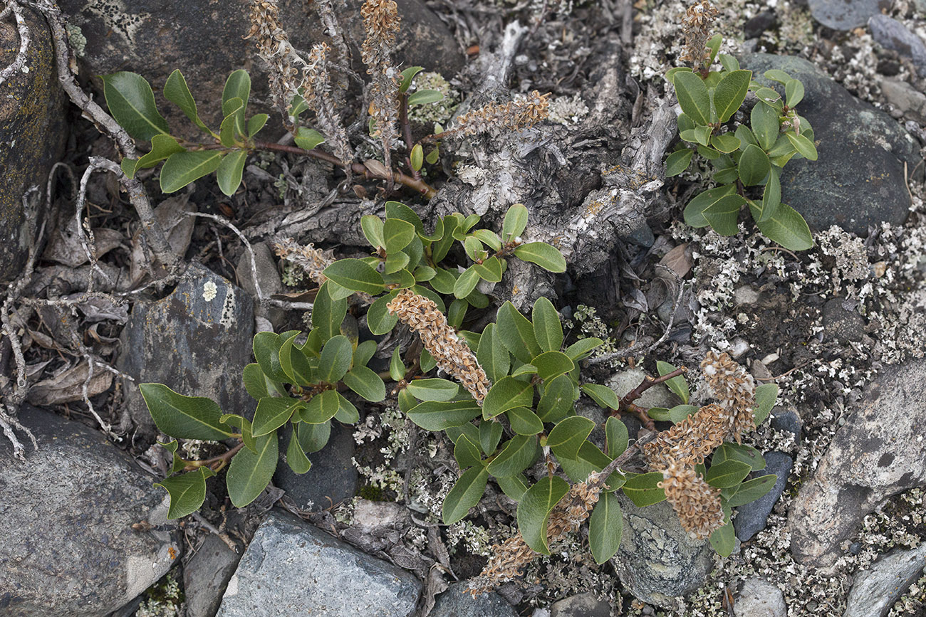 Изображение особи Salix rectijulis.