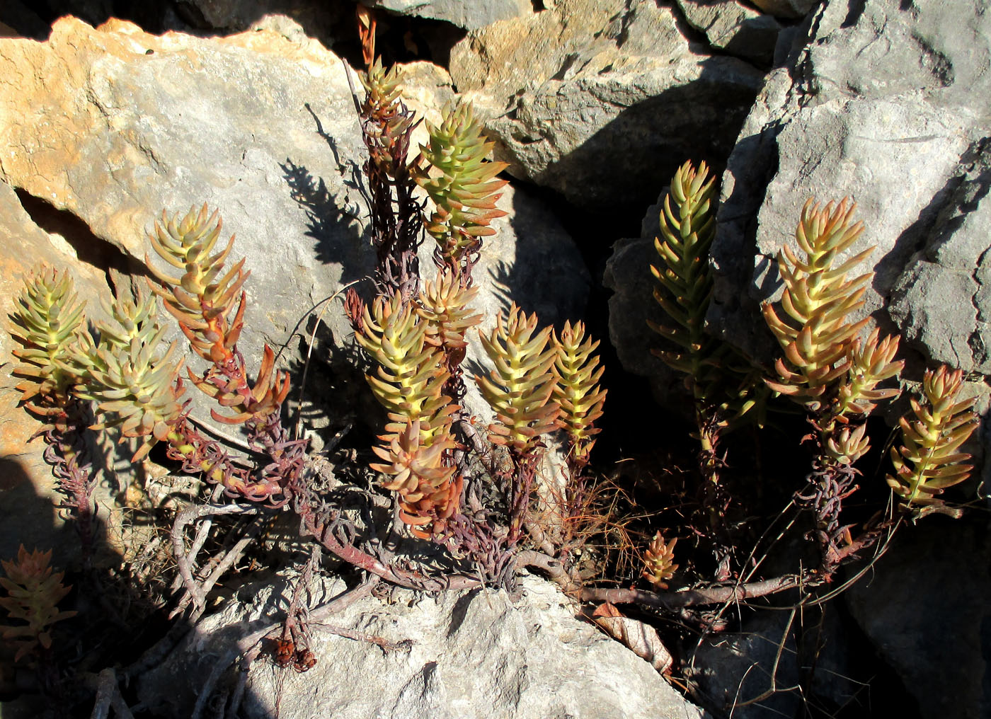 Image of Sedum sediforme specimen.