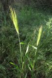 Hordeum distichon