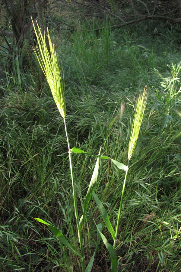 Image of Hordeum distichon specimen.