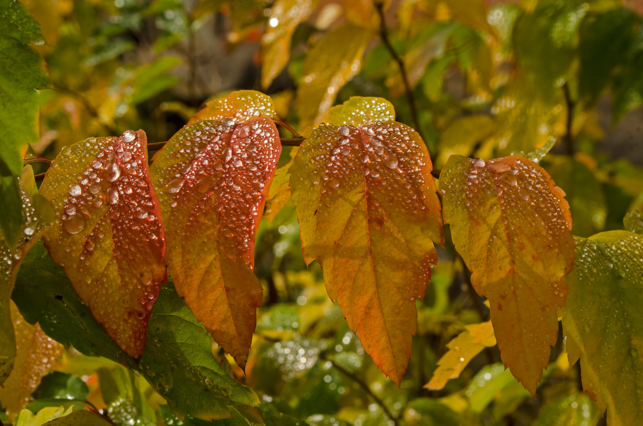 Изображение особи род Spiraea.