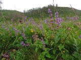 Salvia verticillata