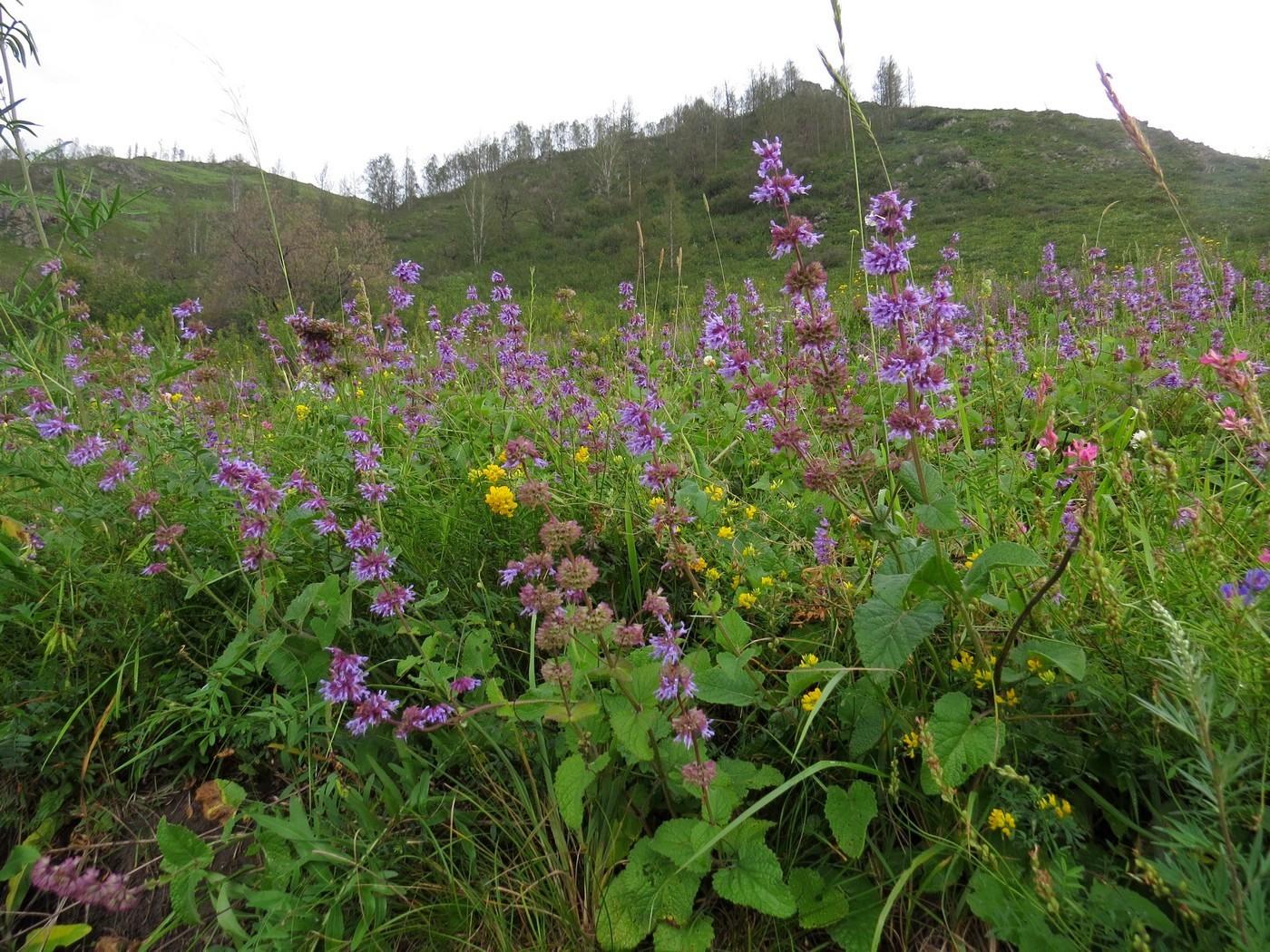 Изображение особи Salvia verticillata.