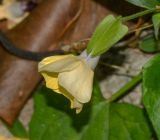 Thunbergia alata. Цветок. Танзания, автономия Занзибар, о-в Унгуджа, Central/South Region, национальрый парк\" Jozani Chwaka Bay\". 29.10.2018.