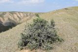 Amygdalus spinosissima. Плодоносящее растение. Узбекистан, Джизакская обл., Зааминский р-н, ущ. р. Сувлисай недалеко от плотины Зааминского водохранилища, мелкокаменистый склон. 20.04.2018.