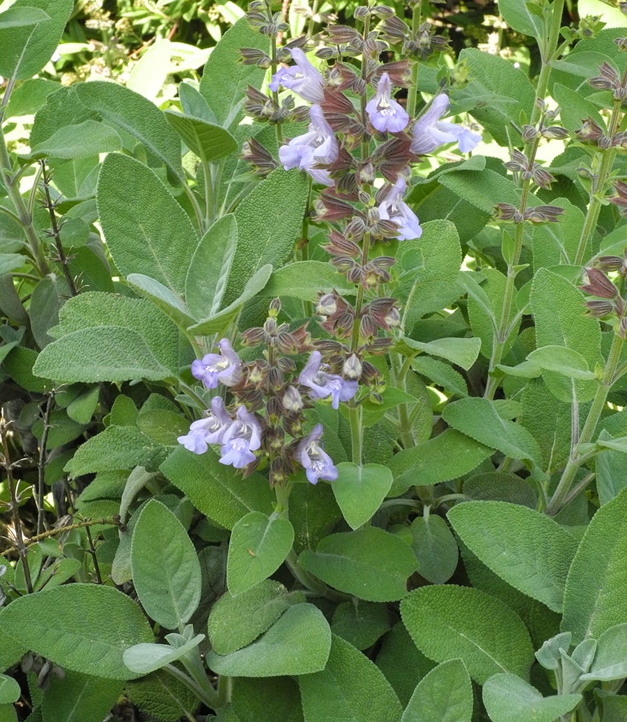 Image of Salvia officinalis specimen.