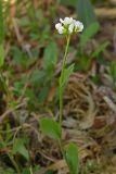 Draba subamplexicaulis