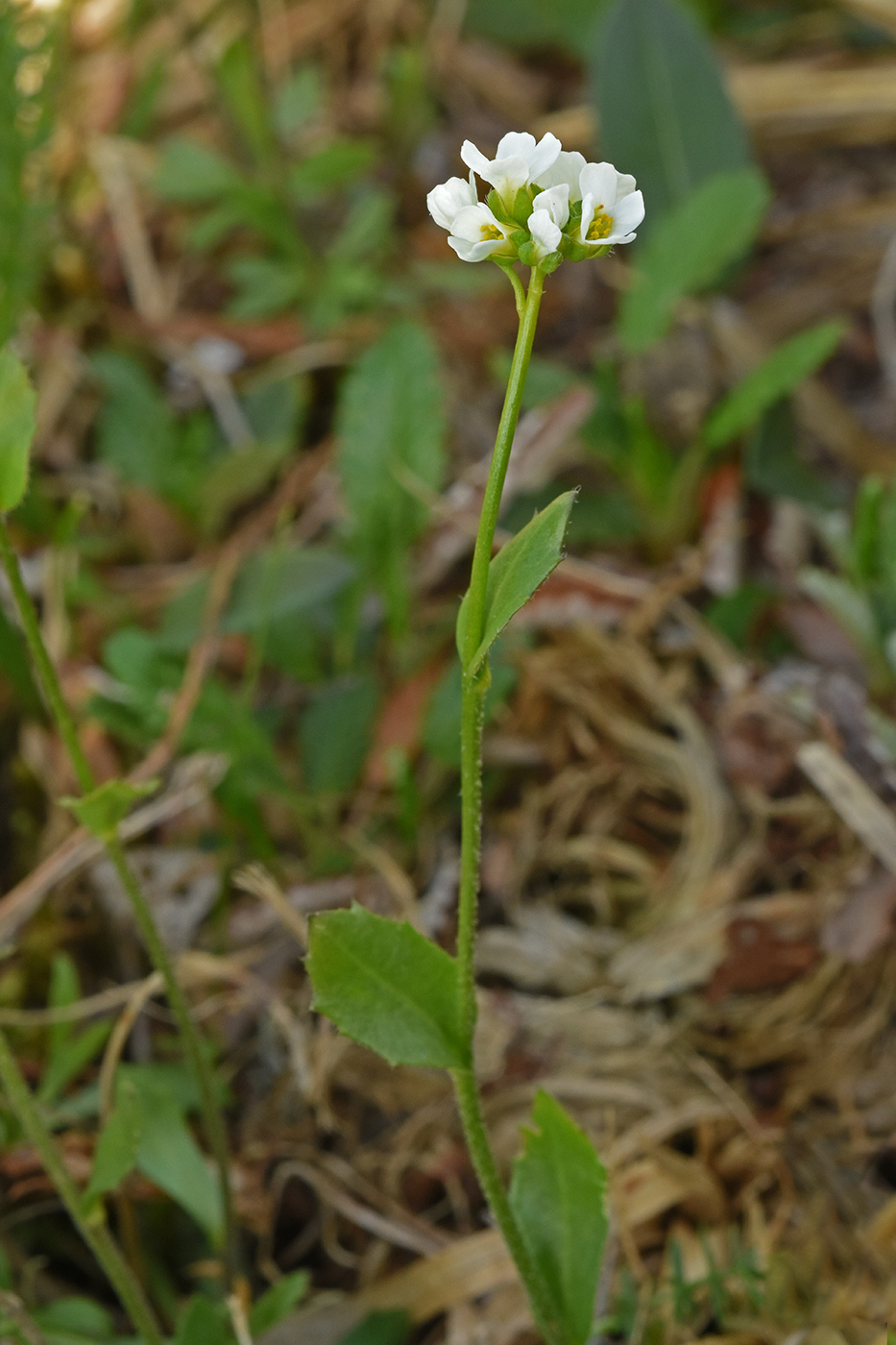 Image of Draba subamplexicaulis specimen.