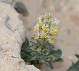 Reseda urnigera