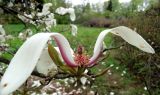 Magnolia cylindrica. Отцветающий цветок. Латвия, Рига, Ботанический сад Латвийского университета, экспозиция магнолий (участок 1). 08.05.2015.