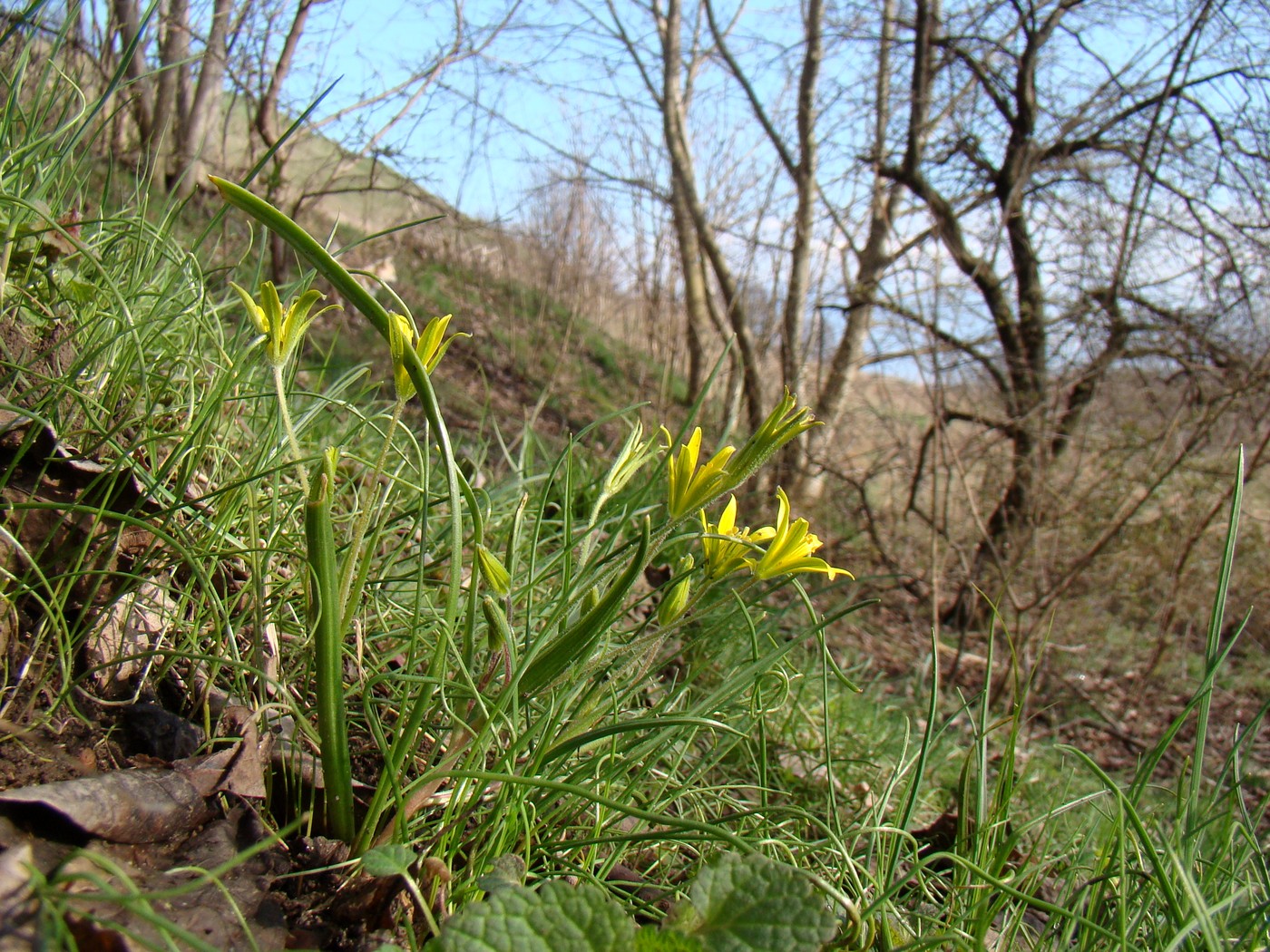 Image of Gagea villosa specimen.