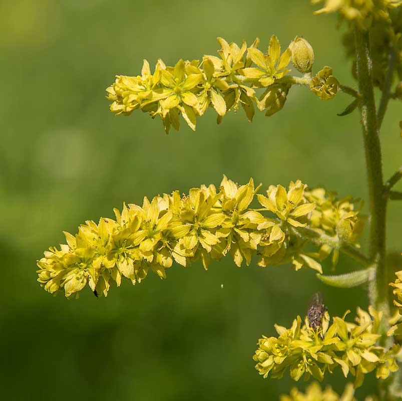Image of Veratrum lobelianum specimen.