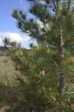 Pinus pinaster