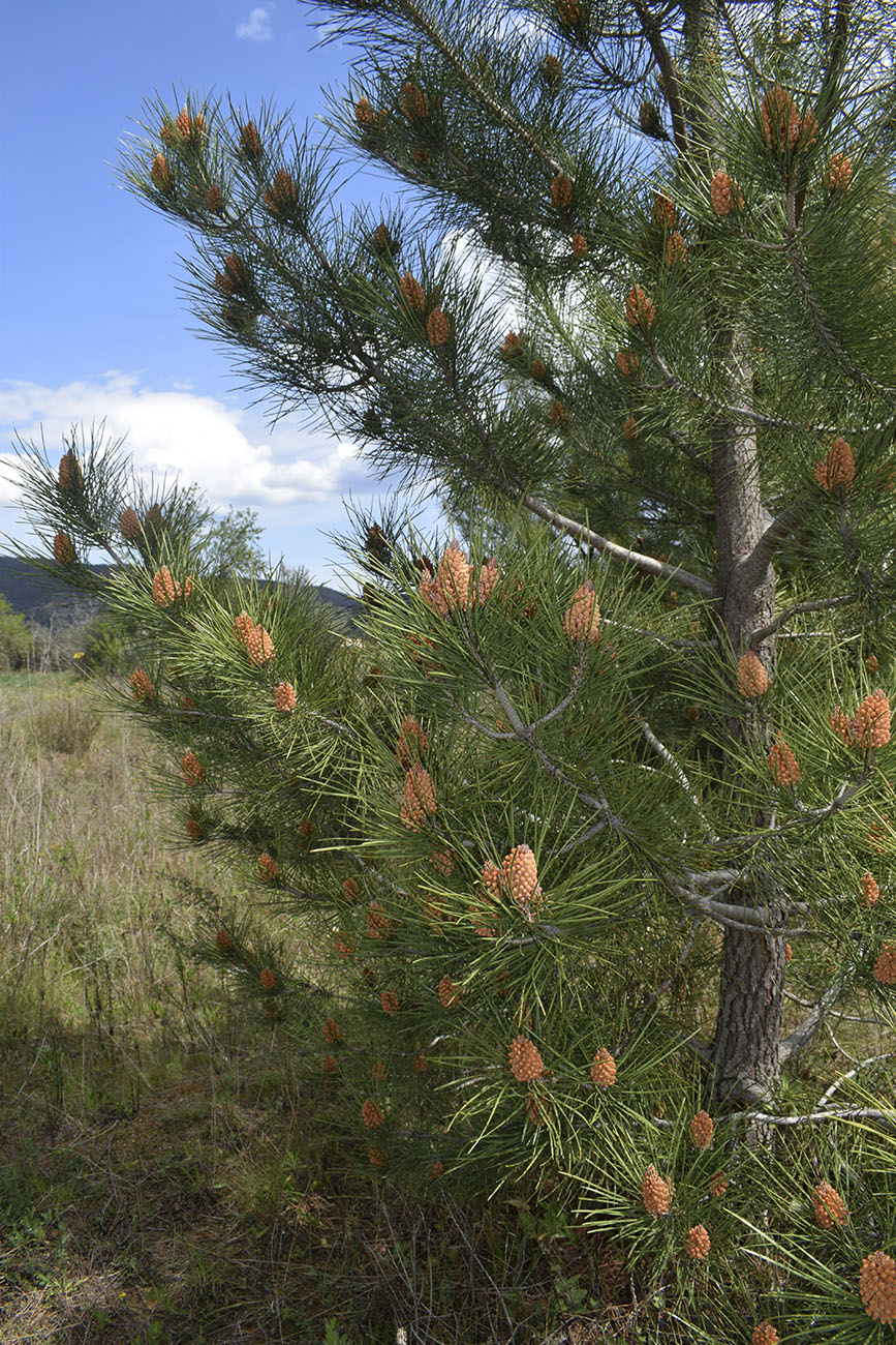 Image of Pinus pinaster specimen.