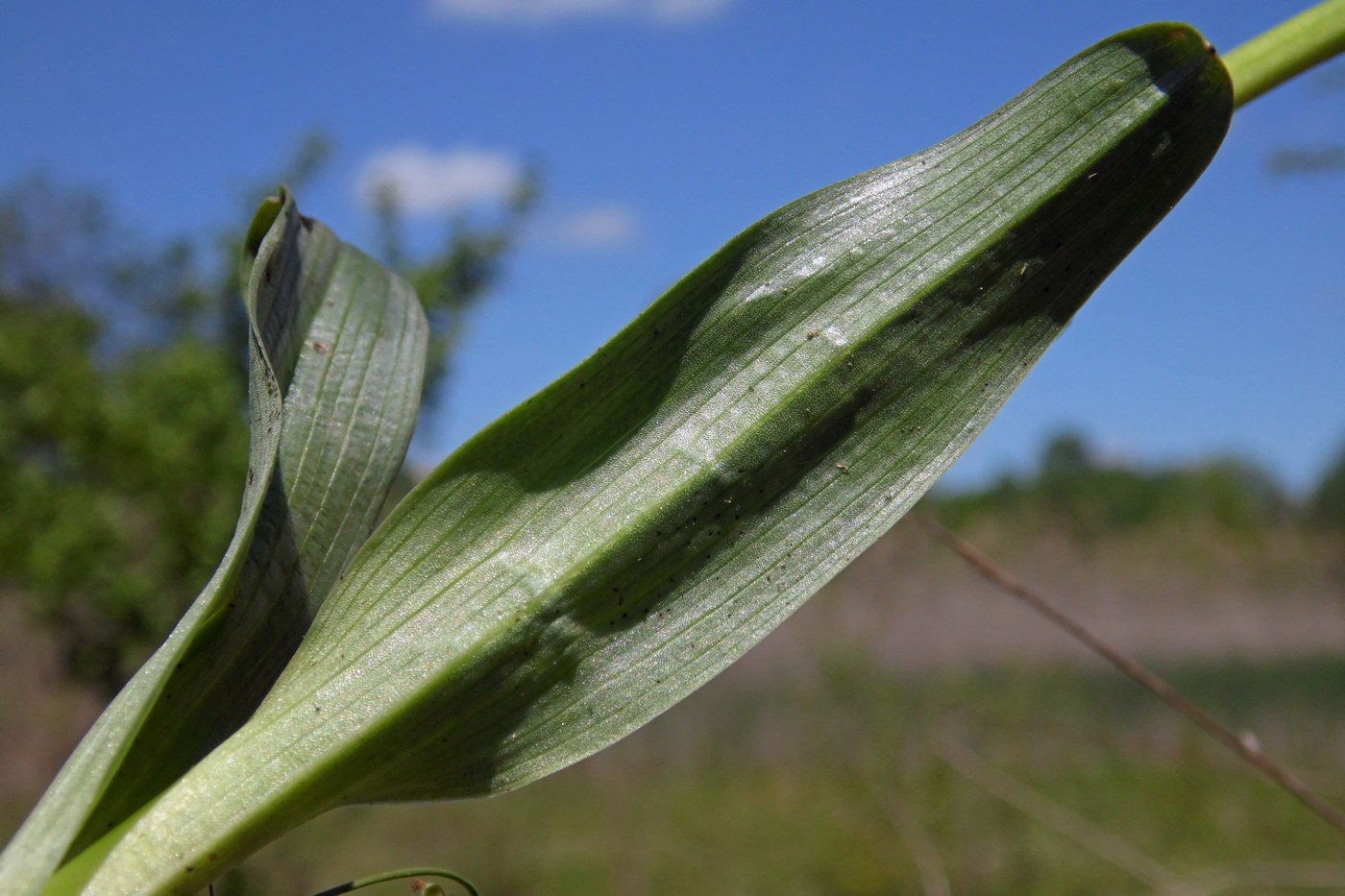 Изображение особи Neotinea tridentata.