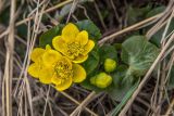 Caltha palustris