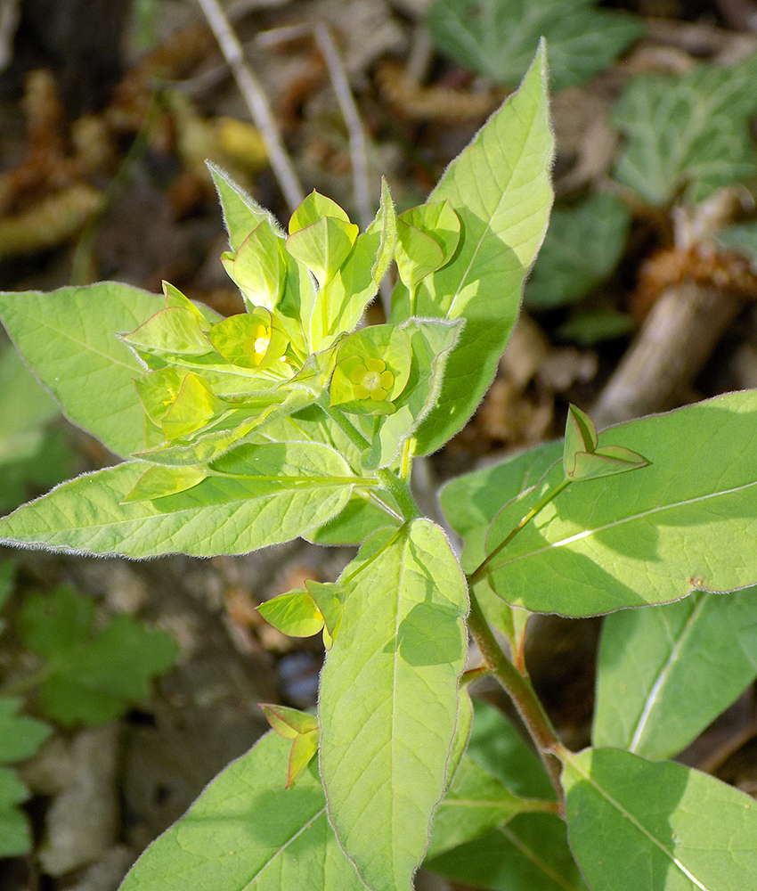 Image of Euphorbia squamosa specimen.