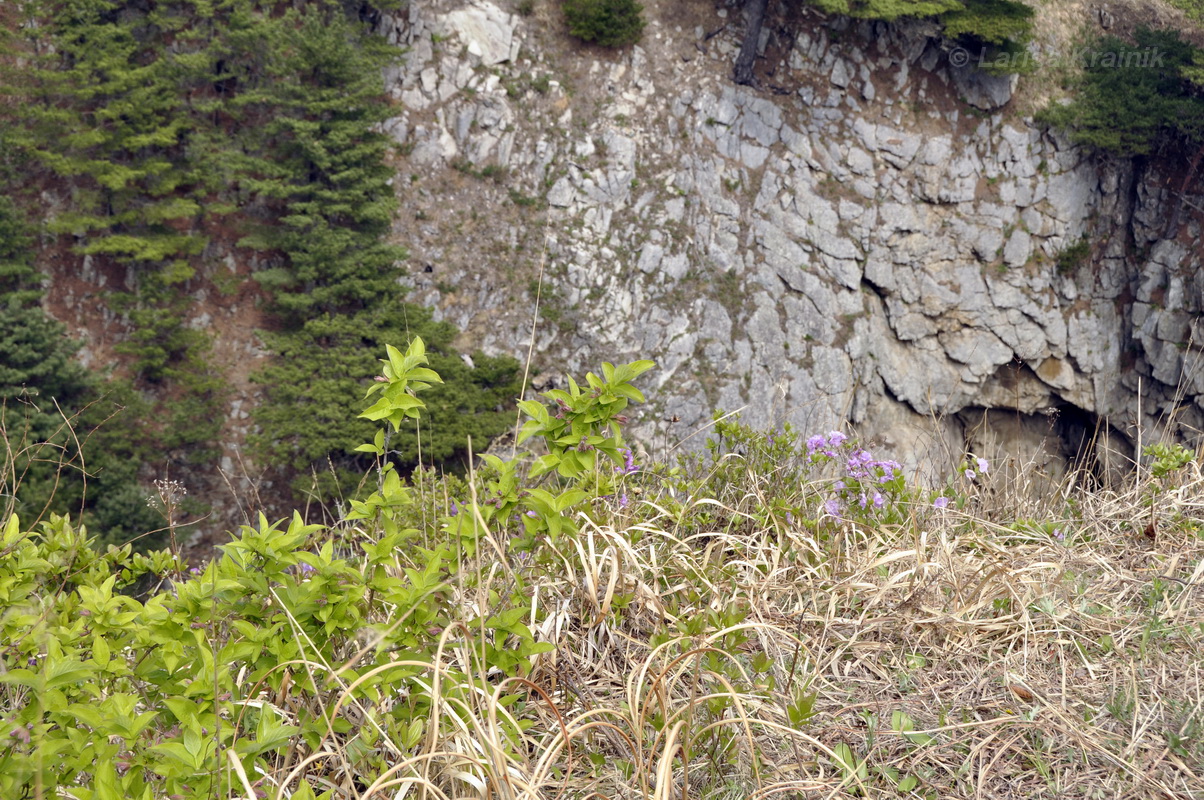 Image of Weigela praecox specimen.